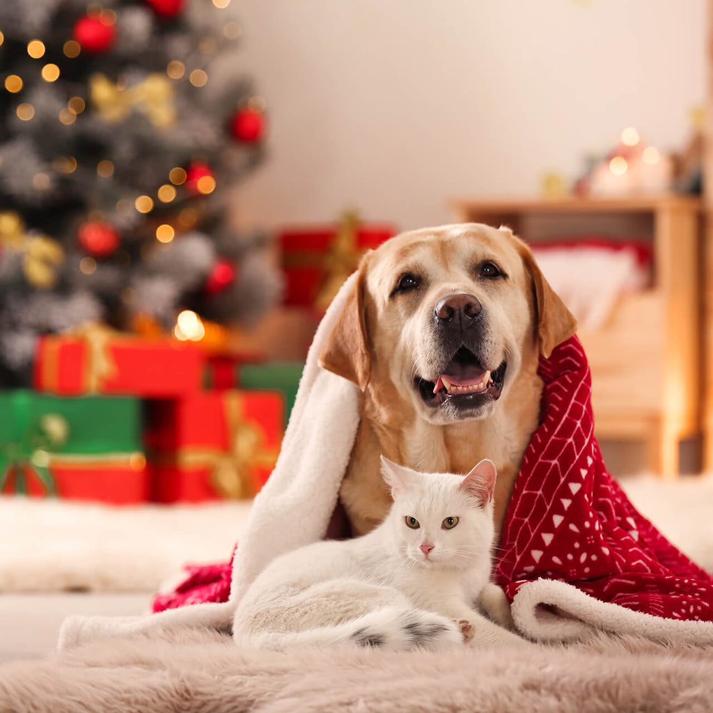 A Cat And Dog In Matching Christmas Pyjamas By A Christmas Tree
